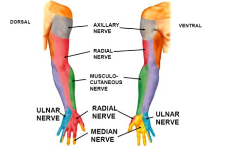 Ulnar Nerve Sensory Distribution