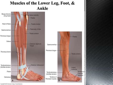 Ppt Anatomy Of The Foot And Ankle Powerpoint Presentation Id2361555