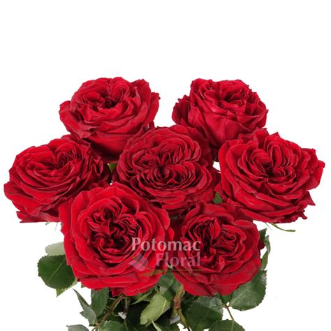 Garden Rose Red Mayra Red Potomac Floral Wholesale