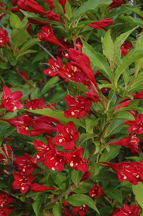 Texans chose the pecan tree as the state tree, and the pecan tree grows well in the region. Red Prince Weigela (Weigela florida 'Red Prince') in ...