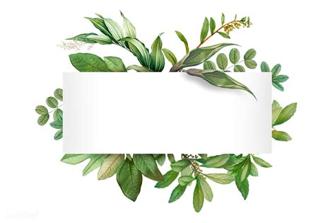 Tropical Botanical Banner Transparent Png Floral Border Design