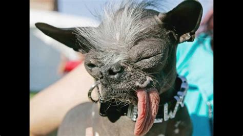 Top 10 Ugliest Dogs In The World Youtube