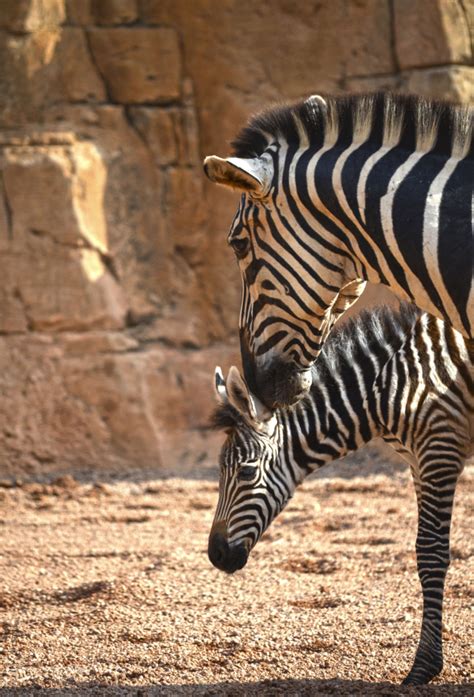 Third Zebra Birth Of The Year At Bioparc Valencia Zooborns