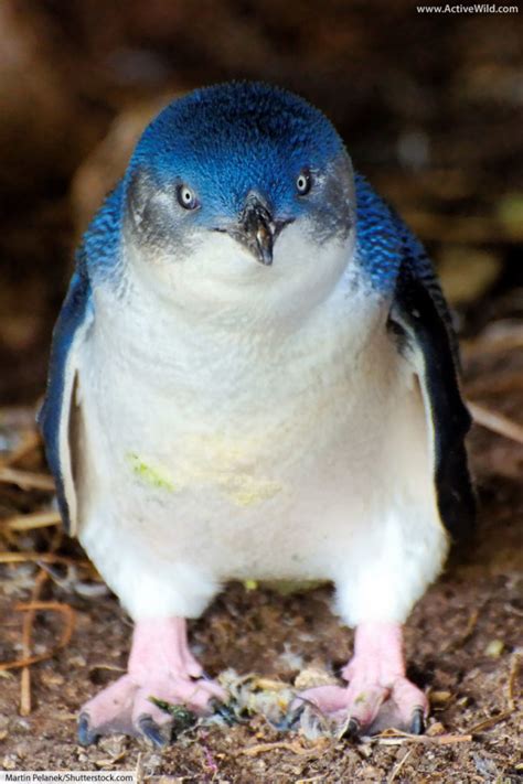 Did you scroll all this way to get facts about small penguin? Little Penguin Facts, Pictures, Video & Info: Smallest ...