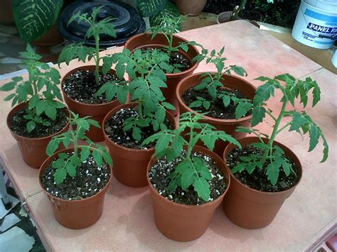 Cuando las semillas hayan crecido entre. Como plantar tomates en casa. Crea tu huerta en macetas ...