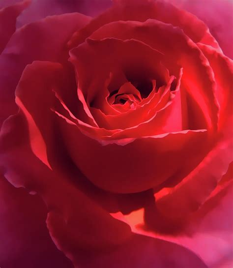 Scarlet Rose Flower Photograph By Jennie Marie Schell Fine Art America