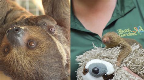 Adorable Baby Sloths Born At Busch Gardens Tampa Bay Abc13 Houston