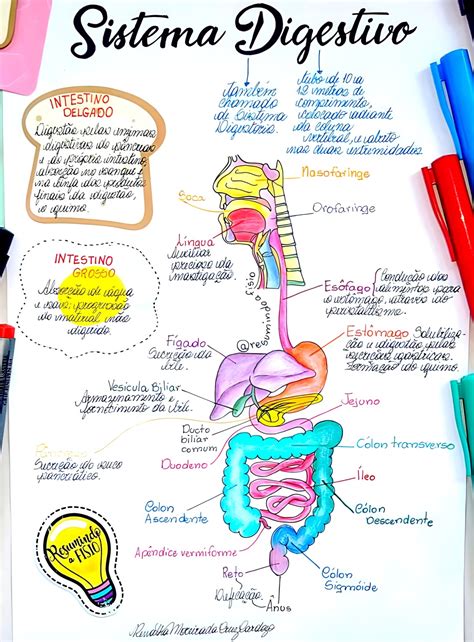 Sistema Digestorio Mapa Mental