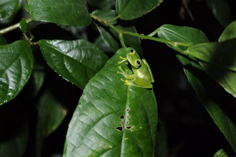 Emerald Glass Frog Centrolenella Prosoblepon Ray Hamilton Flickr