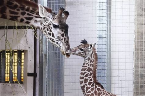 Toronto Zoo Welcomes New Baby Giraffe And The Videos Are Adorable