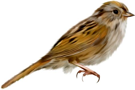 House Sparrow Png High Quality Image Png Arts