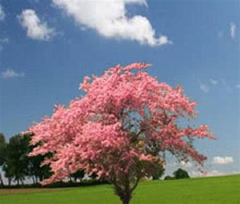 Flowering white dogwood tree will be back in stock. 5 Flowering PINK DOGWOOD Cornus TREE Seeds | Etsy in 2020 ...