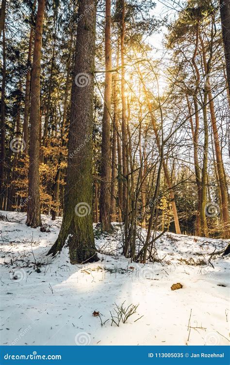 Winter In The Forest Snow On The Ground The Sun Shining Through The