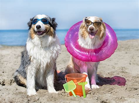 Show Off Your Dog Having Fun In The Sun For Our Photo Contest