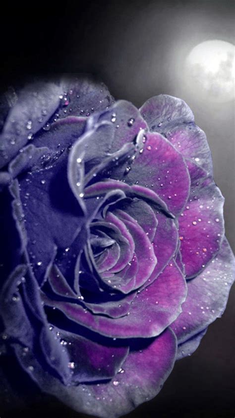 Free Download Wallpaperby Artist Unknown Purple Roses Wallpaper