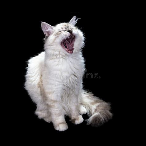 Funny Little Blue Eyed White Cat Isolated On Black Stock Photo Image