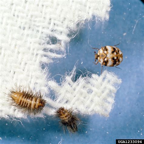 What Are Carpet Beetles And What Should You Do About Them Hello