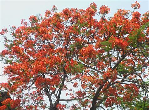 The evergreen kadam tree is a big shade tree associated with lord krishna. Beautiful City - Beautiful Trees - India Travel Forum ...