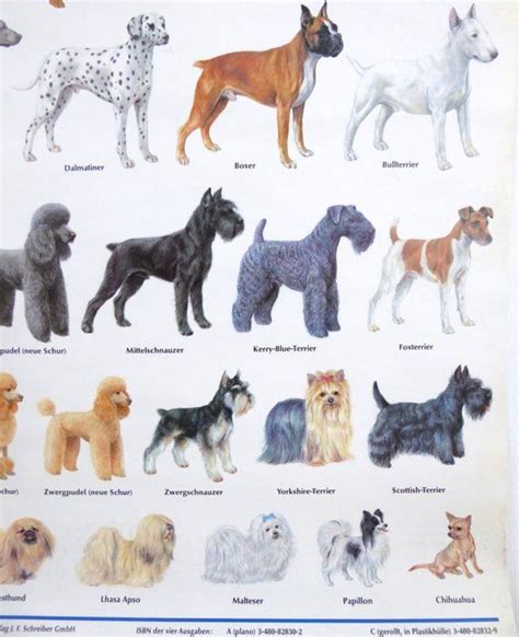 Mid Century Original Vintage Dog Chart Dog School Chart Most