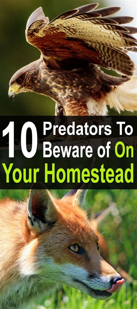 10 Livestock Predators To Beware Of Homesteading Animals