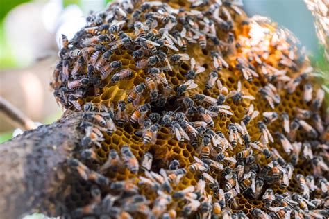 Bee Hive Buzzkill Pest Control
