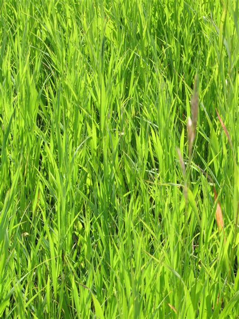 Green Grass Free Stock Photo Public Domain Pictures