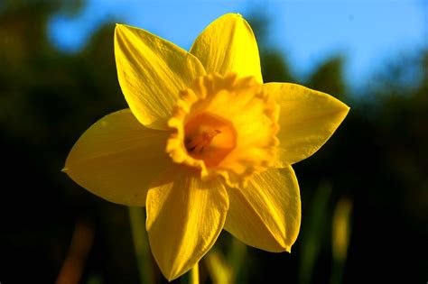 The cancer that originates from the lungs is lung cancer. Yellow Daffodil. | In the language of flowers, the yellow ...