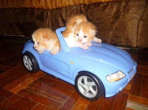 Lembar mewarnai pemandangan alam new pinterest scenery via. Kucing Utara: Photo Tumbesaran Anak kucing Parsi
