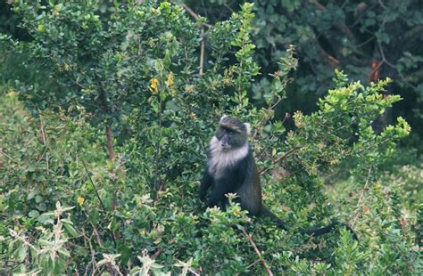 Free Picture Nature Tree Wood Monkey Primate Baboon