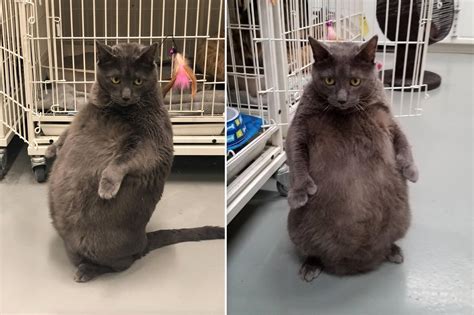 Shelter Says Fat Cat That Likes To Stand On Hind Legs Is Too Cool To