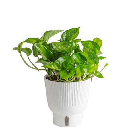 Costa Farms Live Indoor 12in Tall Green Global Pothos Indirect Light Plant In 6in Self