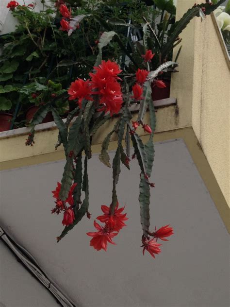 Hanging Cactus Flower From Balcony