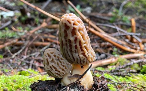 How Long Do Morels Take To Grow Mushroomstalkers