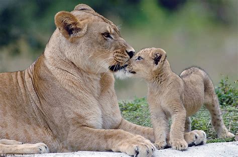 Heartbreaking Pictures Of Asha The Lion With Her Newborn Cub Before