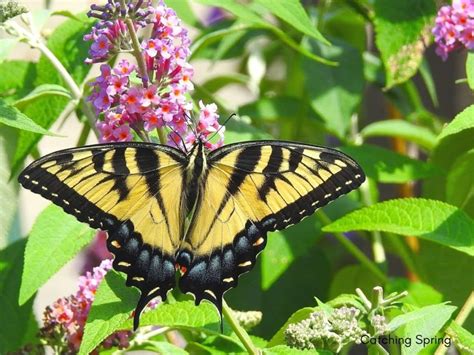Swallowtail Host Plants What To Feed 6 Popular Swallowtail