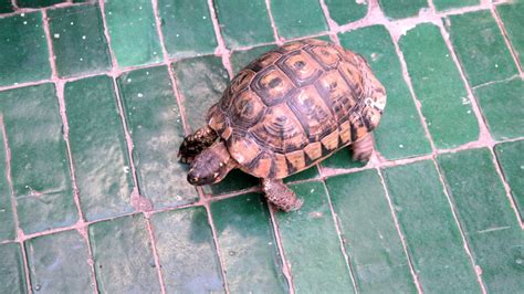 Wie ist es, wenn ich meine künftigen schildkröten im haus herumlaufen lasse? Geheimtipps für einen perfekten Tag in Marrakesch