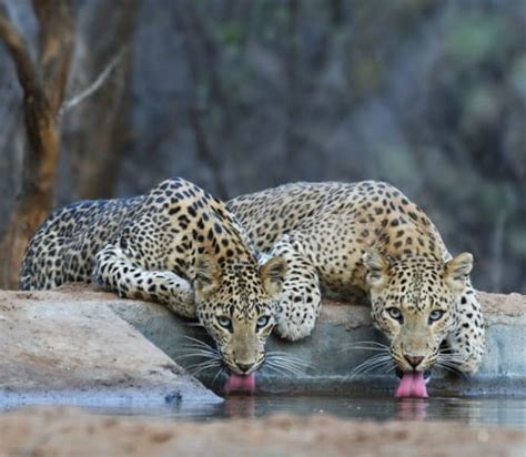 2 Leopards Drinking Water 9gag