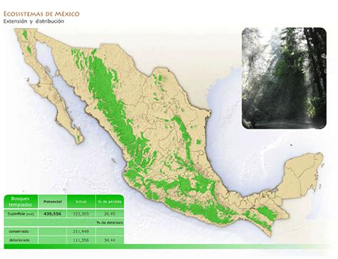 Bosques Templados Biodiversidad Mexicana The Best Porn Website