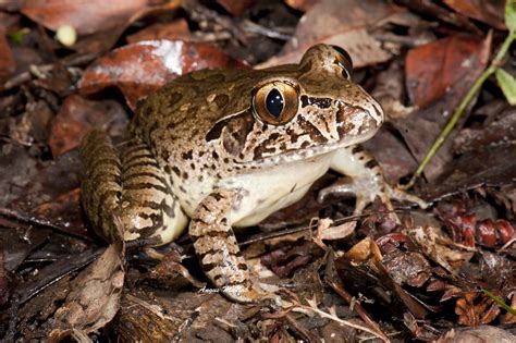 Giant Barred Frog Mixophyes Iteratus Giant Barred Frog Flickr