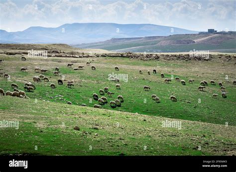 Sheep On Pasture In Israeli Hi Res Stock Photography And Images Alamy