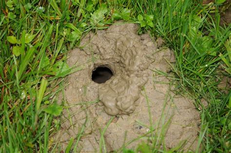 12 Animals Causing Small Holes In Your Lawn Overnight