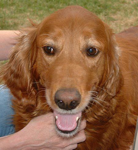 We are not a puppy mill! Chelsea the Irish Setter/Golden Retriever | Dogs | Daily ...