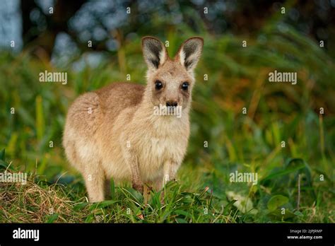 Eastern Grey Kangaroo Macropus Giganteus On Meadow Very Cute Animal