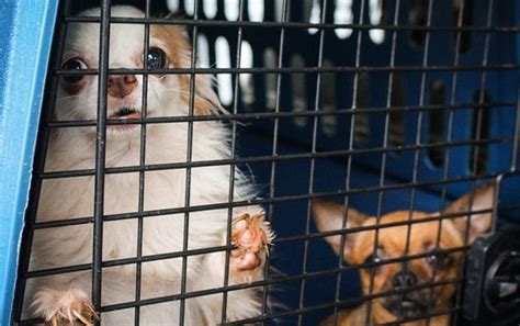Humane Humane Society Releases List Of Worst Puppy Mills In The Us