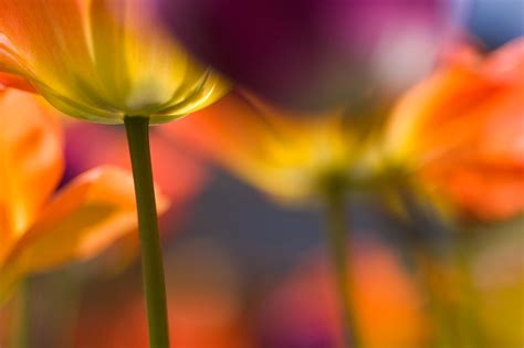 Capturing Unique Macro Flower Portraits Mark S Johnson