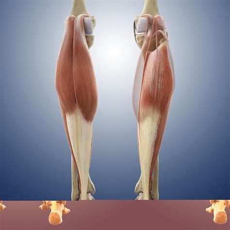 Calf Muscles Artwork Photograph By Science Photo Library Fine Art