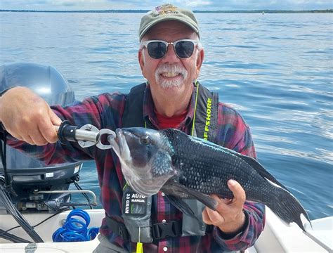 Here S How To Catch And Then Cook Black Sea Bass