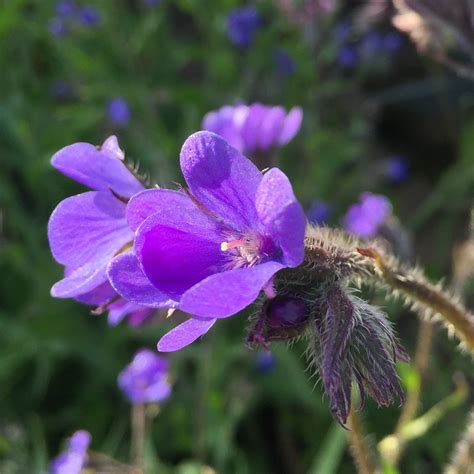 This season, play with fresh flowers somewhere unexpected: Anchusa | Our Edible Flowers | The Flower Deli