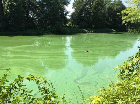 Using Community Science To Document The Wallkill Rivers Harmful Algal