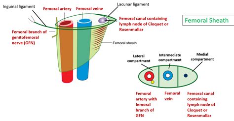 The femoral canal contains efferent lymphatic vessels and a lymph node embedded in a small amount of areolar tissue. Femoral Sheath , Anatomy QA